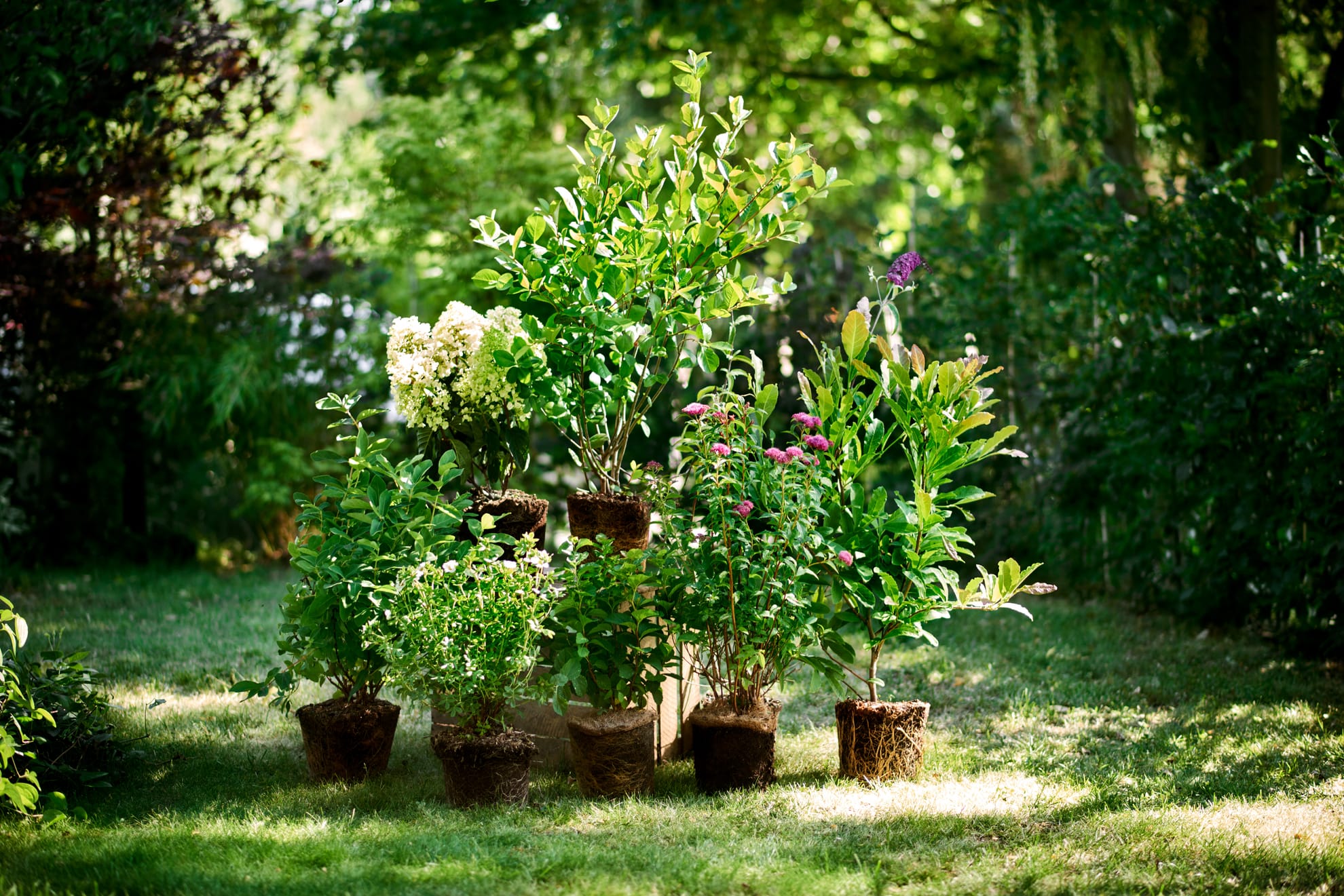 Plantasjen